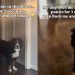 Dog Experiences Many Emotions Between Finding & Losing Owner in the House