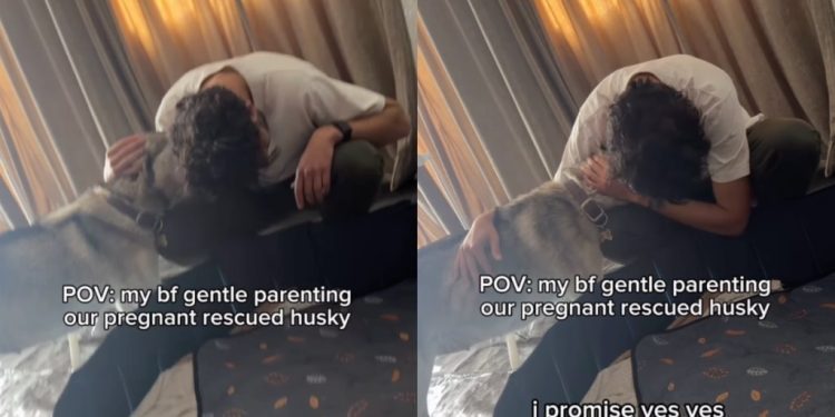 Video of Dad Gentle Parenting Pregnant Rescue Dog Is Everything