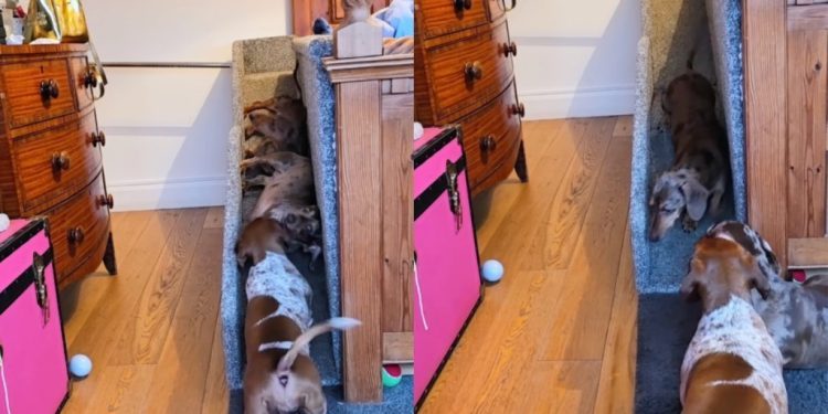 Video of a Pack of Tiny Dogs Sliding Off Their Bed Will Make Your Day