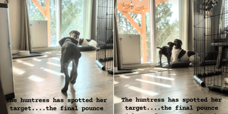 Video: Dog Slow-Walks Toward Sibling Before a Pounce That Doesn’t Land