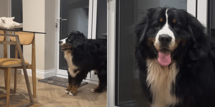 Video: Dog’s Post-Dinner Zoomies Involve a Lamb Toy