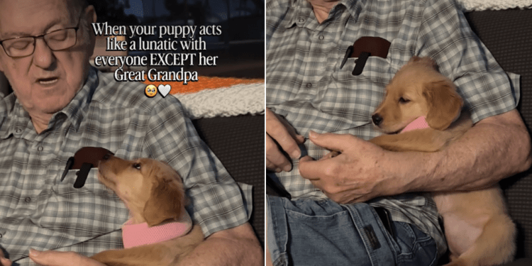 Video: Golden Retriever Puppy Reacts to Grandpa Talking to Her