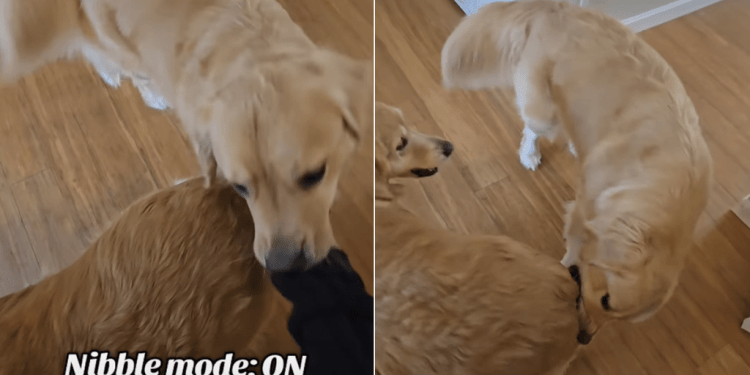 Golden Retriever Loves to Nibble on Furry Sibling in Adorable Video