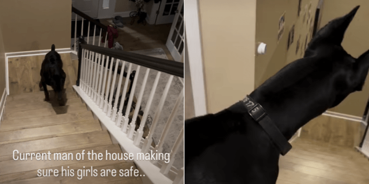 Video: Dog Positions Himself Between Door & Family to Protect Them