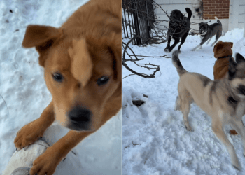 Video: Dog Loses Interest in Owner the Moment Her Furry Siblings Arrive