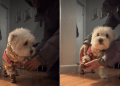 Video: Tiny Dog’s Post-Walk Ritual During the Blizzard Goes Viral