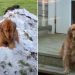 Golden Retriever Waits Patiently for Snow in Heartwarming Video