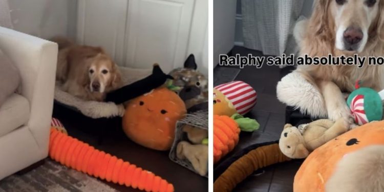 Video: Golden Retriever Makes Sure His Toys Are Not Shared With the Puppy