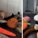 Video: Golden Retriever Makes Sure His Toys Are Not Shared With the Puppy