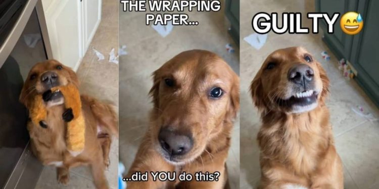 Video: Golden Retriever Immediately Surrenders After the Crime