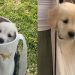 Video Shows How Golden Retriever Puppy Goes Out Without Touching the Ground