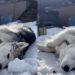 Video: Rescue Husky Enjoys Relaxing Nap Time in Snow