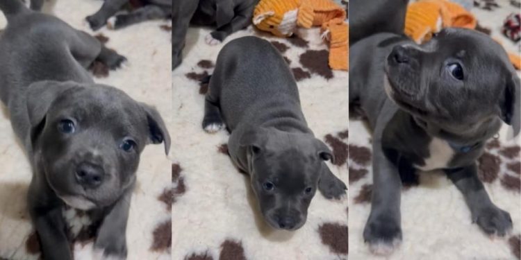 Video: Staffy Pup’s Cute Antics To Get Picked up Melts Hearts